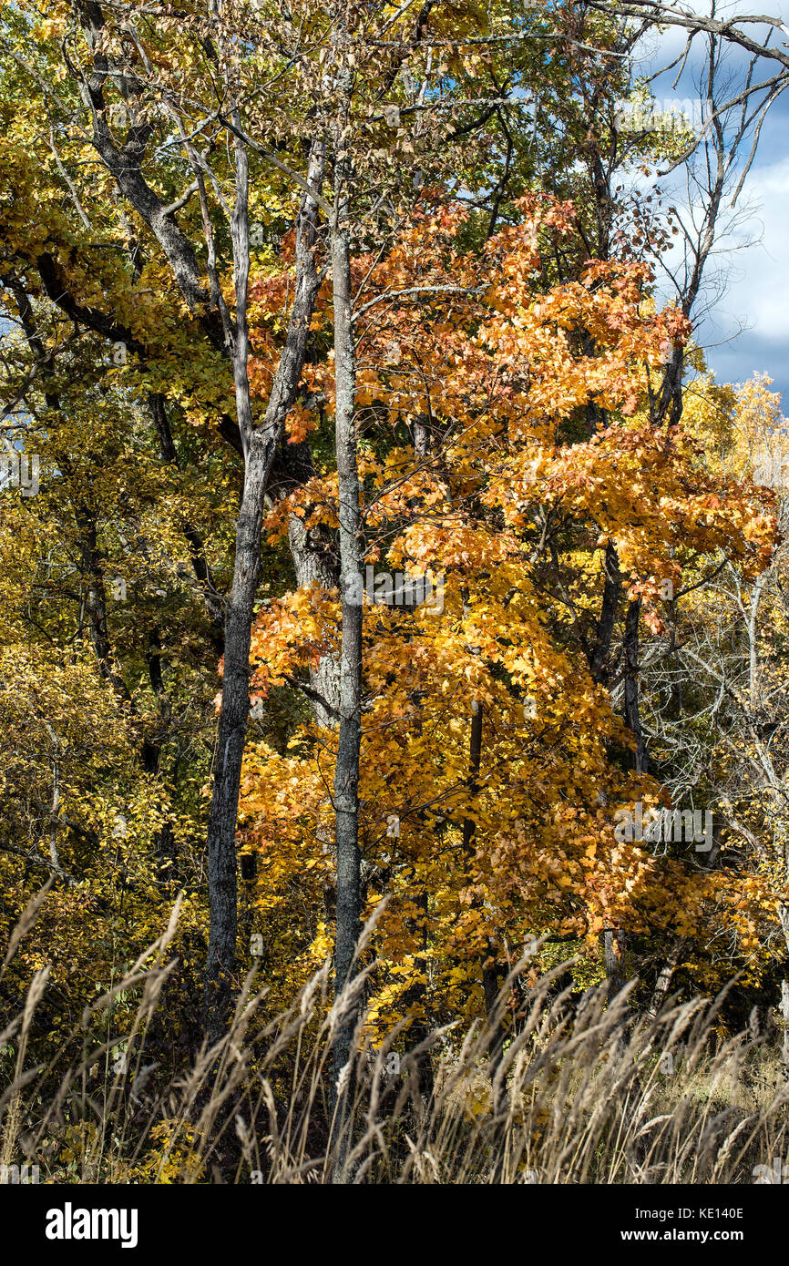 Schöne Herbst Wald Hintergrund im Sonnenlicht, Herbst im Freien Natur Stockfoto