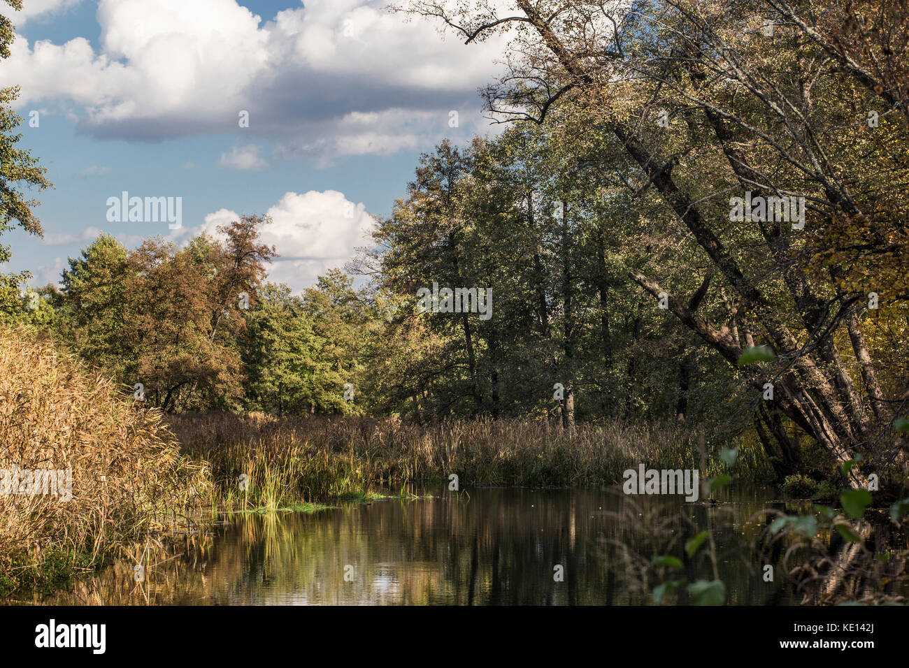 Reed Pflanzen, Wald- und Flusslandschaft am sonnigen Herbst Tag Stockfoto