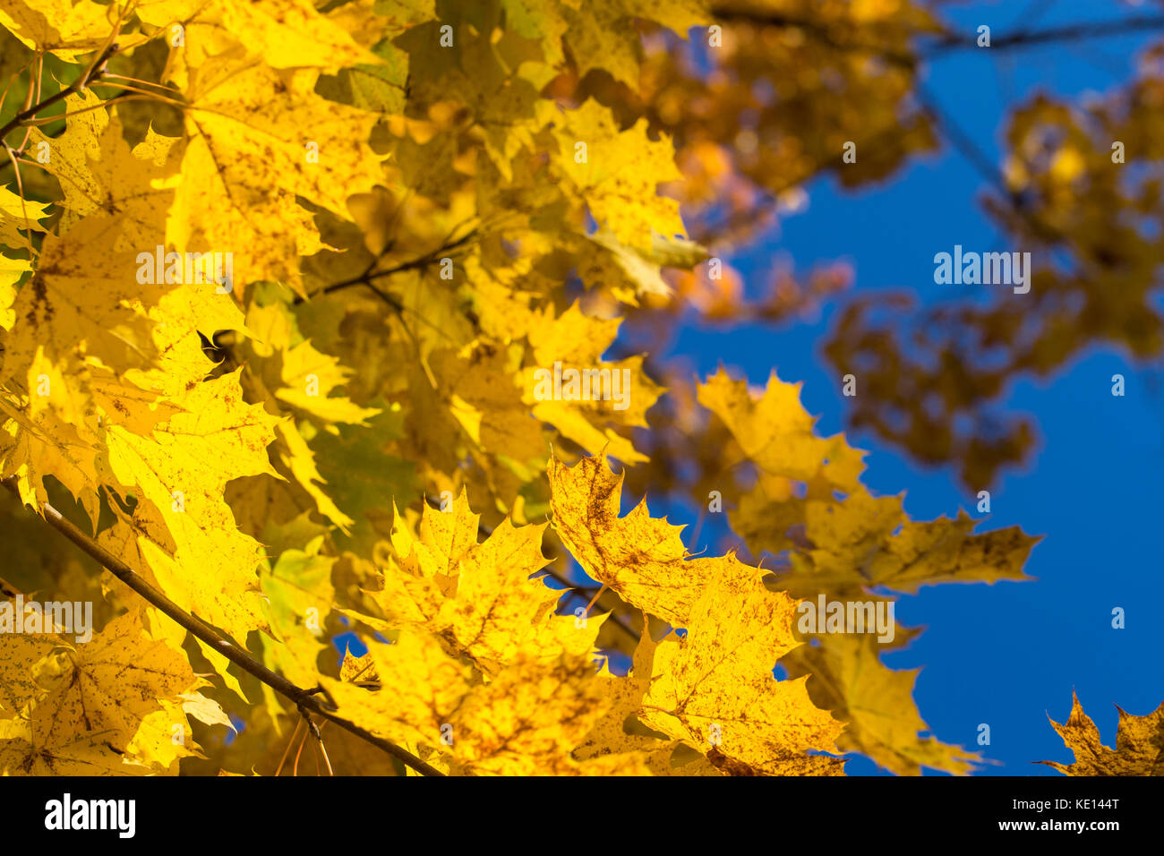 Herbst Hintergrund mit Ahorn Blätter im Sonnenlicht Stockfoto