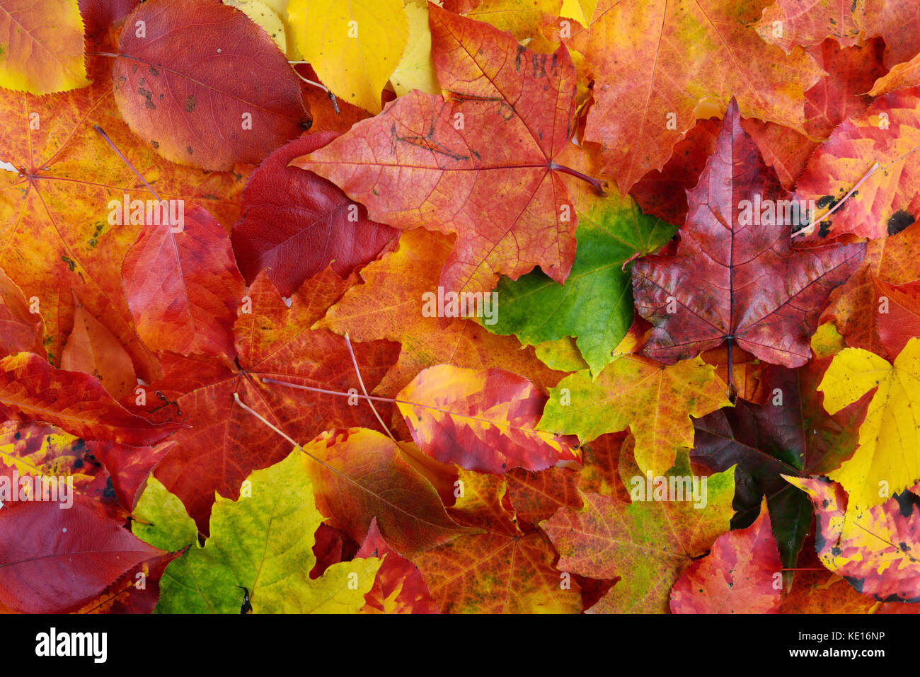Herbst Hintergrund der bunte Blätter Stockfoto