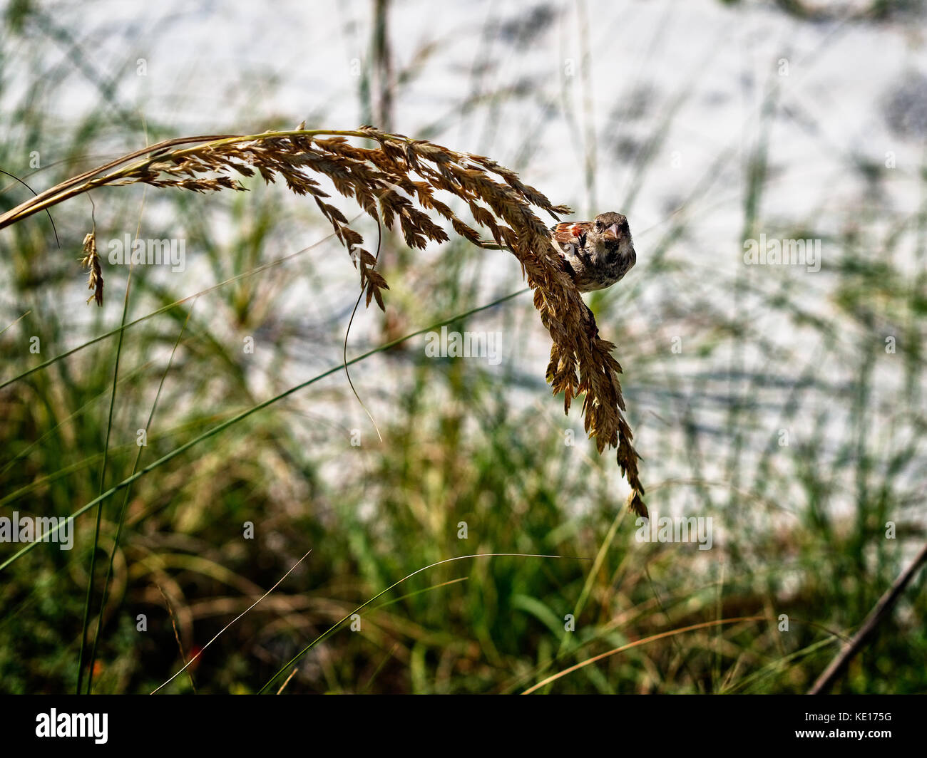 Destin FL. USA - 7. September 2016 - Small Sparrow at the Beach mit Blick auf die Kamera. Stockfoto