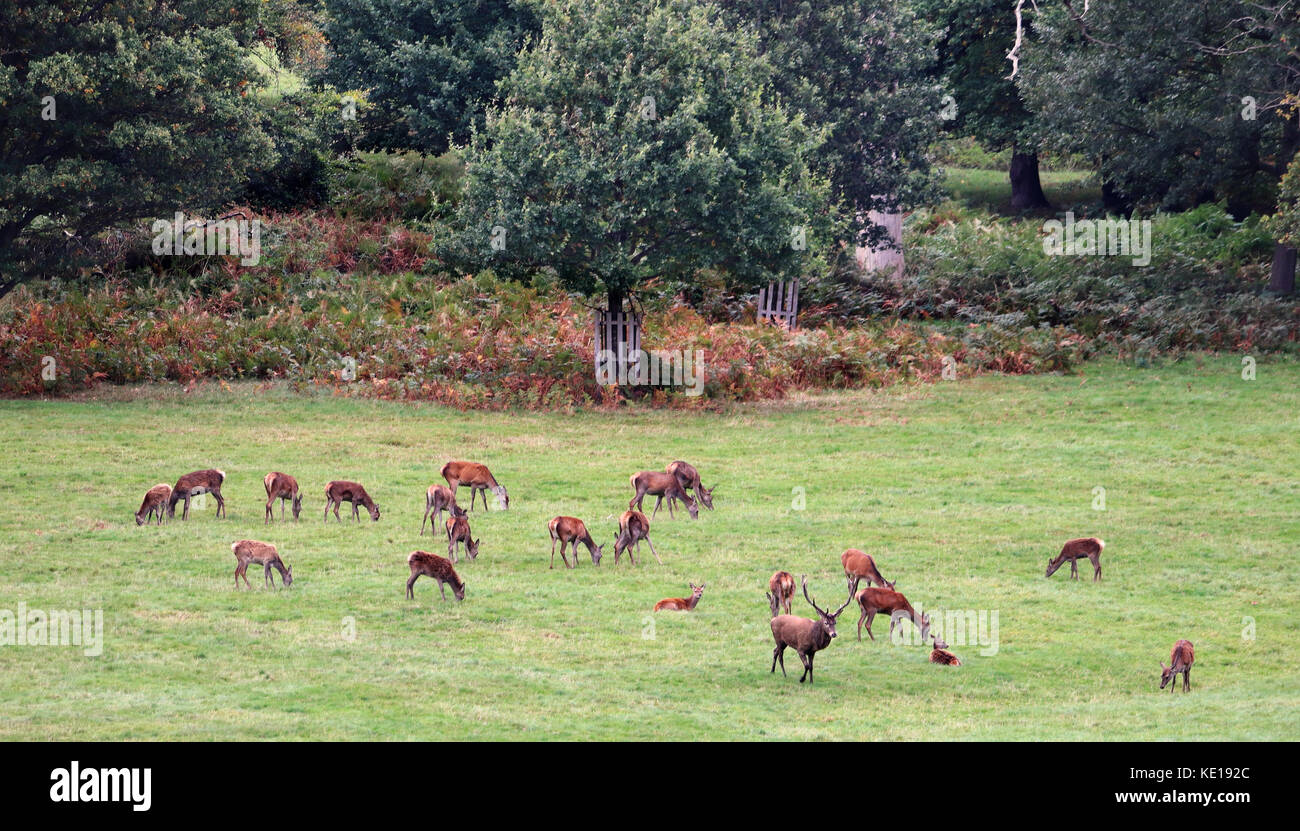 Eine Herde Hirsche grasen in einem englischen Park im Herbst mit Hirsch und hinds Stockfoto