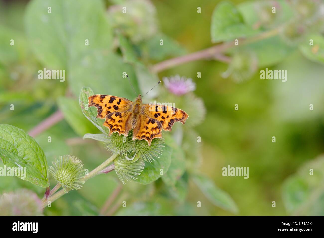 Komma Schmetterling, Polygonia c-album Fütterung auf die Klette Blumen, Arctium Lappa, Wales, UK. Stockfoto