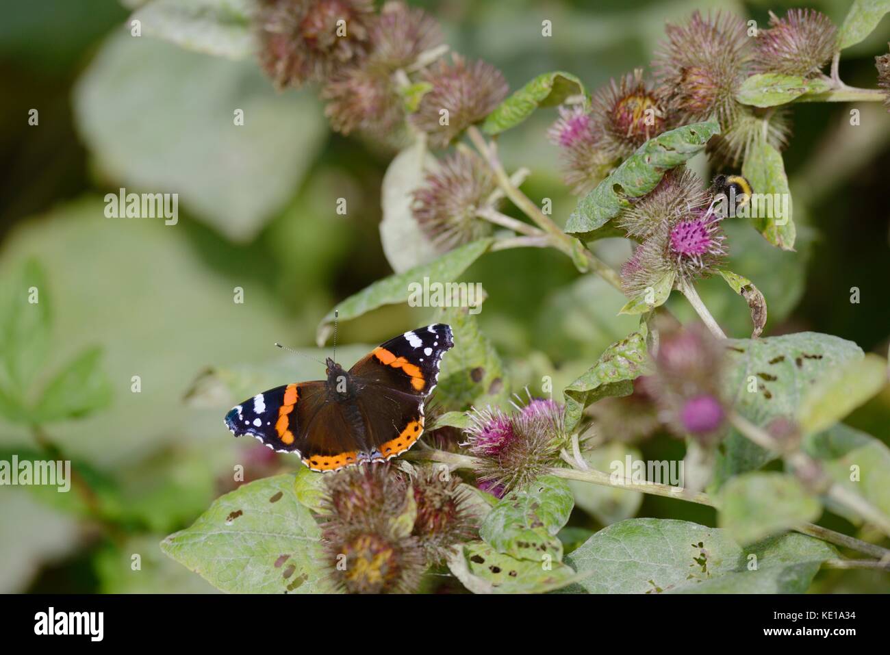 Red Admiral Schmetterling, Vanessa atalanta, Fütterung auf Blumen, Klette Arctium Lappa, Wales, UK. Stockfoto
