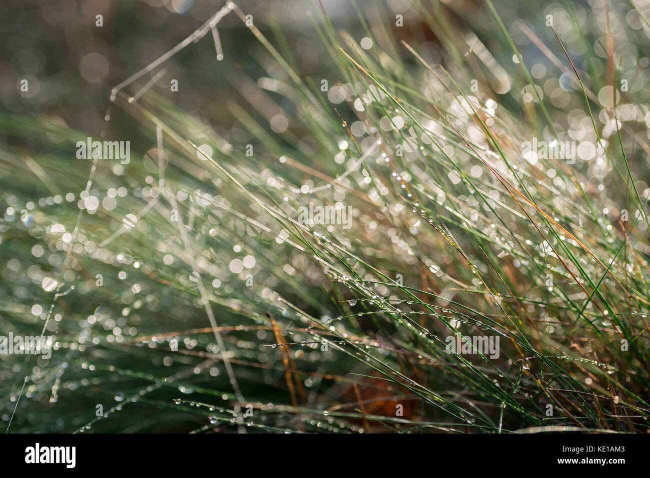 Morgentau auf Gras selektiven Fokus Makro Stockfoto