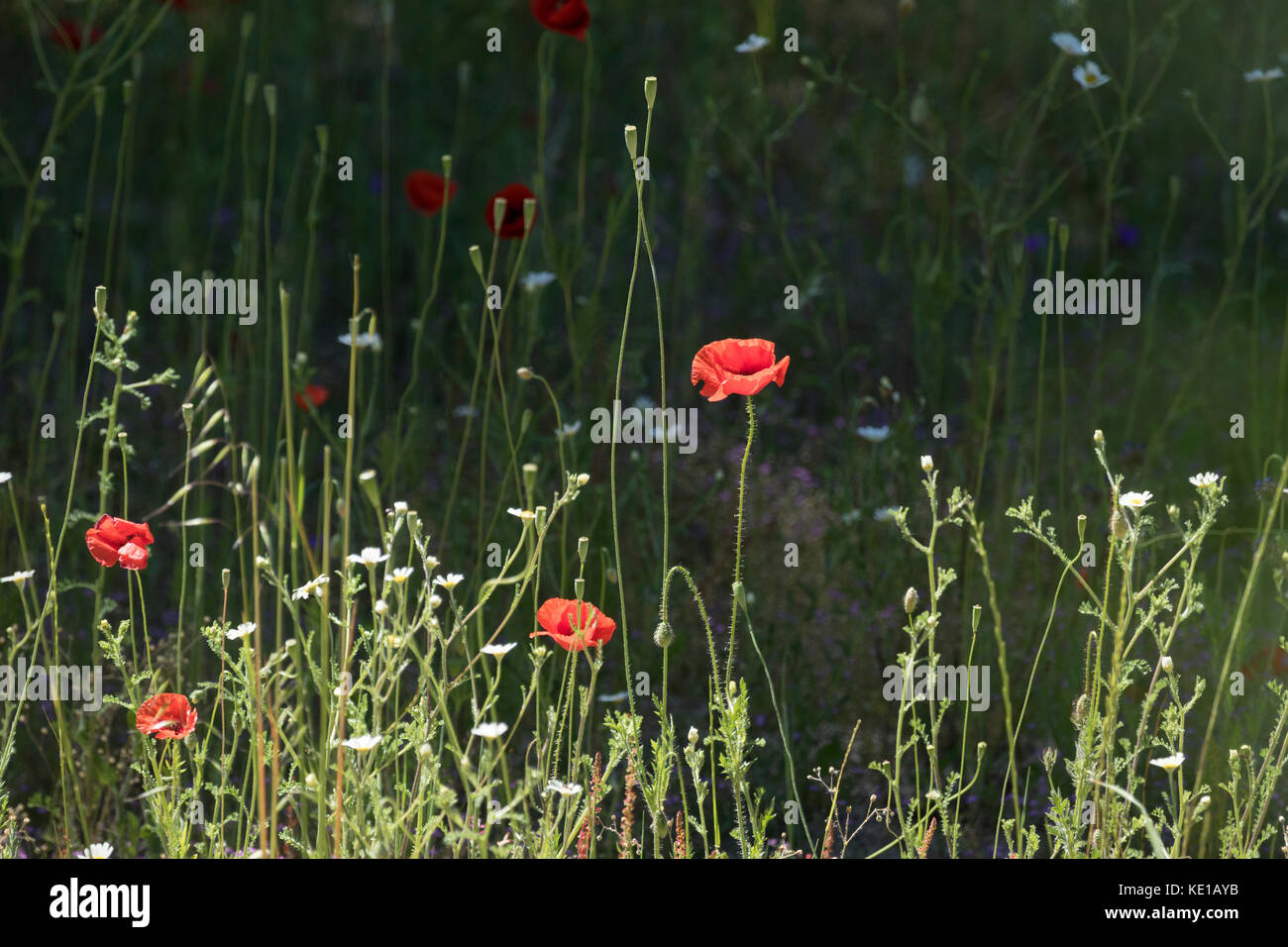 Mohnblumen auf einem Feld in Spanien Stockfoto