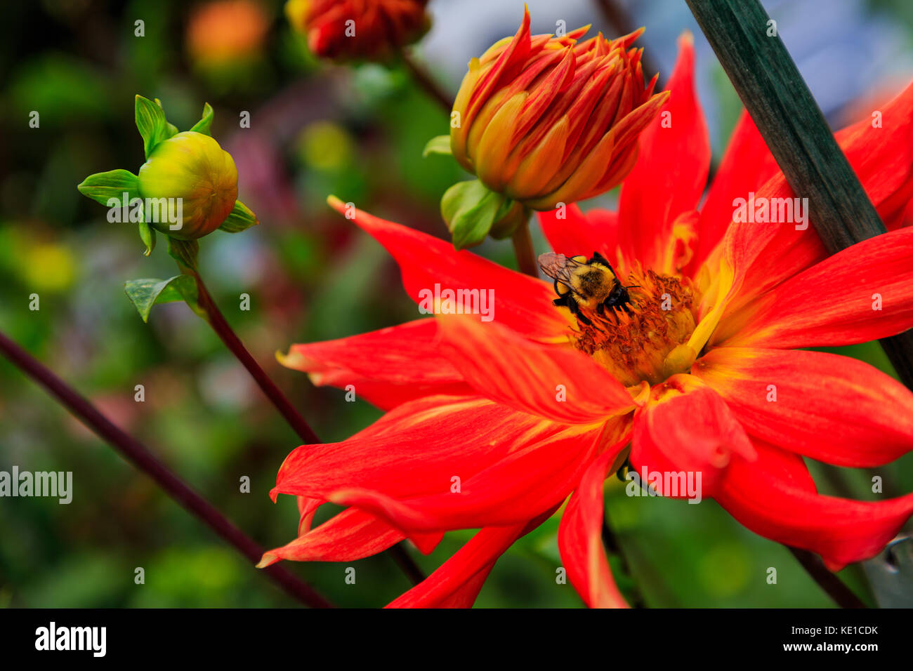 Mehrfarbige Dahlien in voller Blüte im Garten, einige in Vasen, draußen im Hof und Garten. Stockfoto