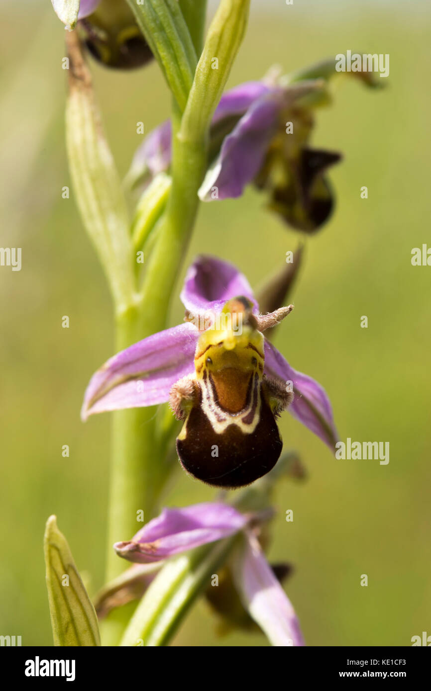 Ophrys apifera - bijenorchis Stockfoto