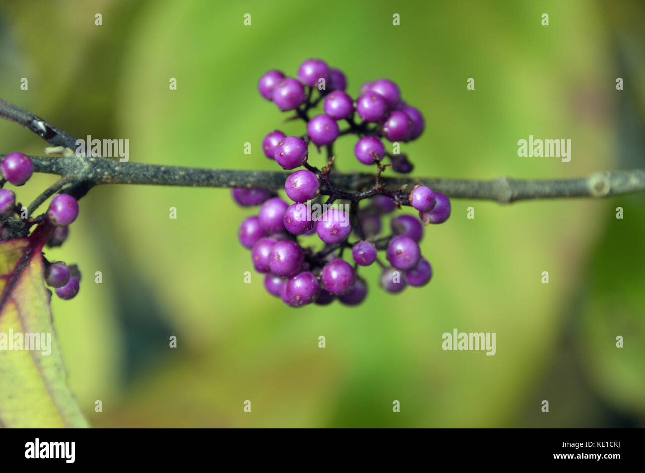 Die Purpurbeeren der chinesischen Callicarpa Bodinieri (Giraldii Profusion) Beautyberry Sträucher, die in einem englischen Landgarten, England, Großbritannien, angebaut werden. Stockfoto