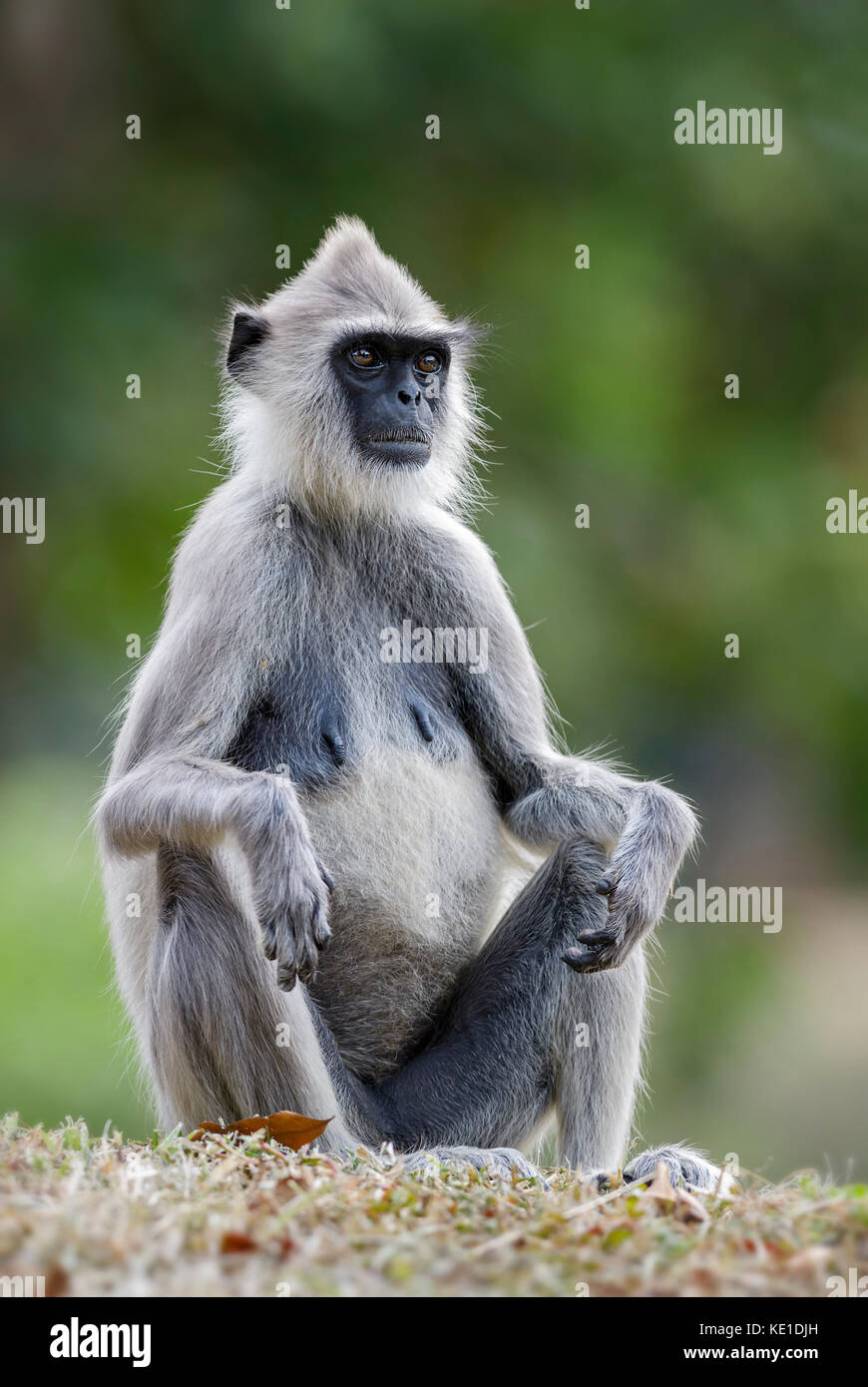 - Hanuman langur semnopithecus Entellus, Sri Lanka Stockfoto