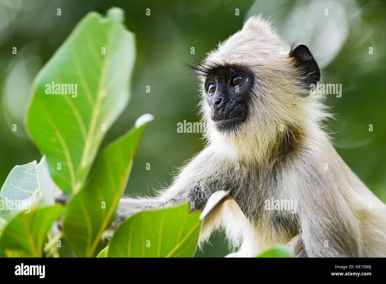 - Hanuman langur semnopithecus Entellus, Sri Lanka Stockfoto