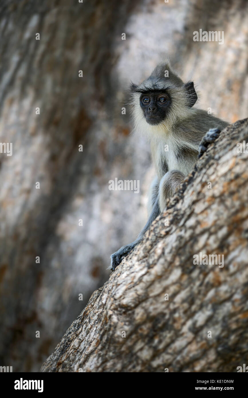 - Hanuman langur semnopithecus Entellus, Sri Lanka Stockfoto