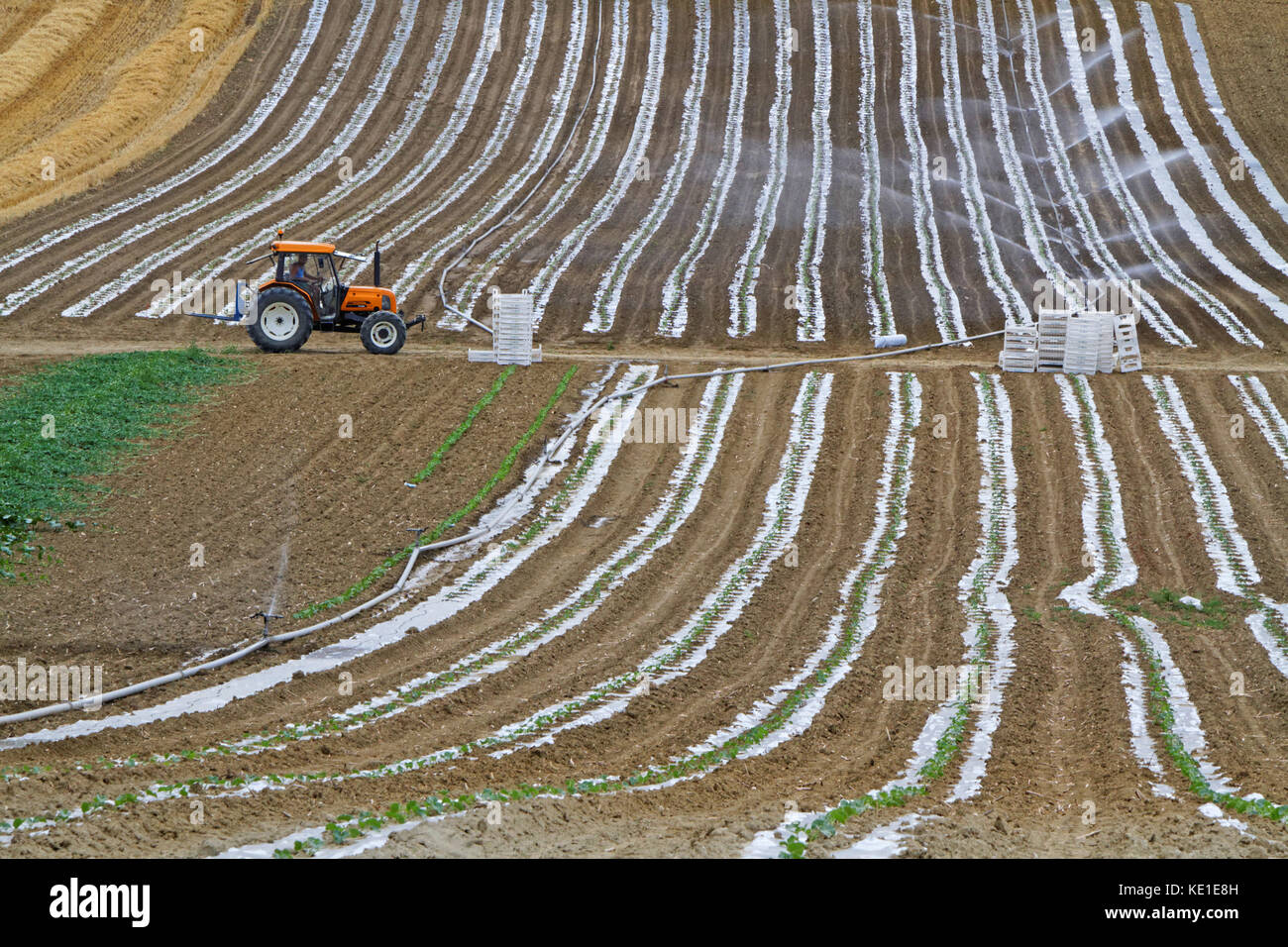 LAUZERTE, FRANKREICH, 23. Juni 2015 : Bauern arbeiten auf den Feldern. Die landwirtschaftlichen Flächen von Lauzerte sind für Melonen de Quercy, Chasselas-Trauben und Pruneaux bekannt Stockfoto