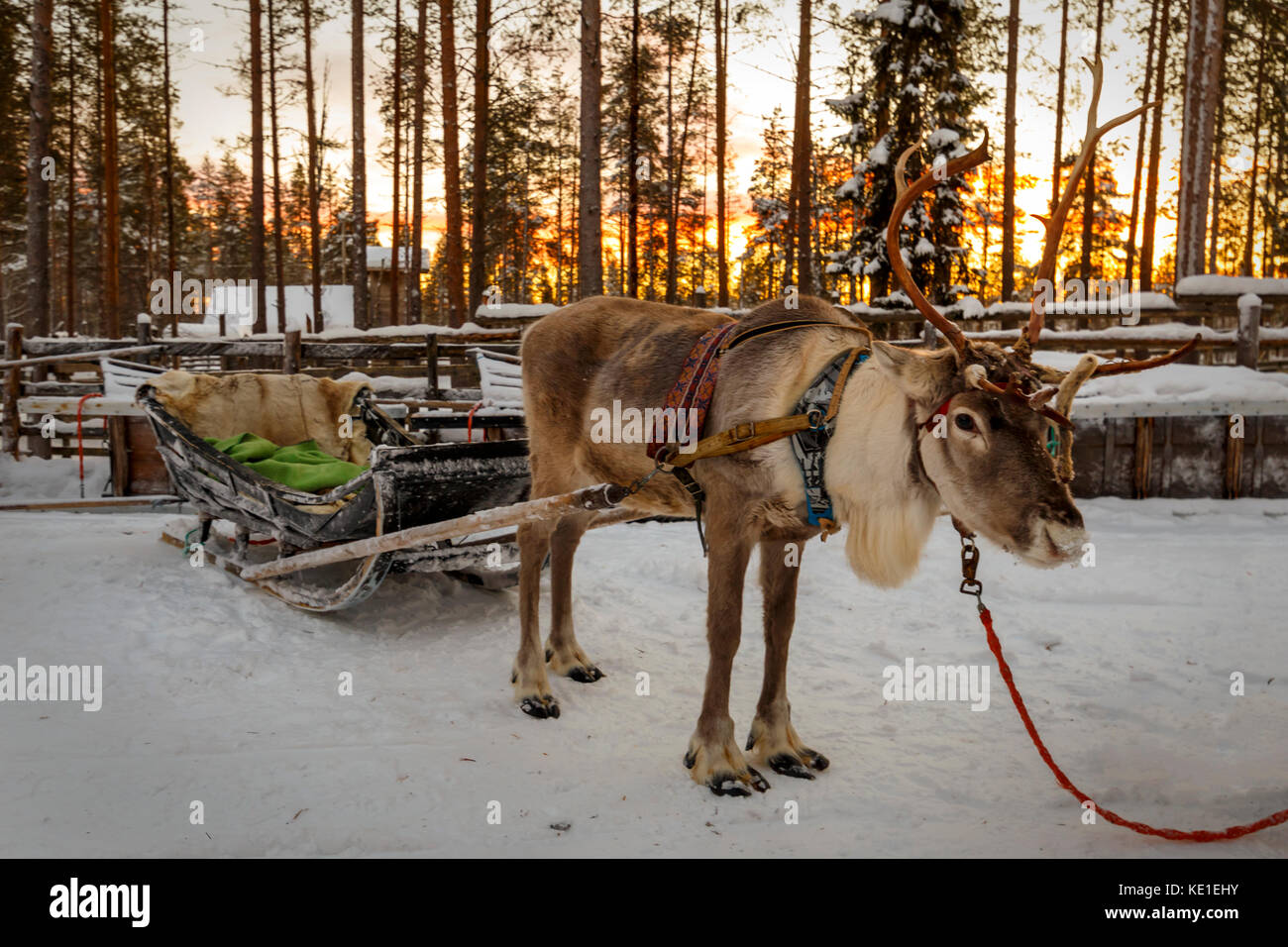 Rentier Pferdeschlitten im Winter Stockfoto