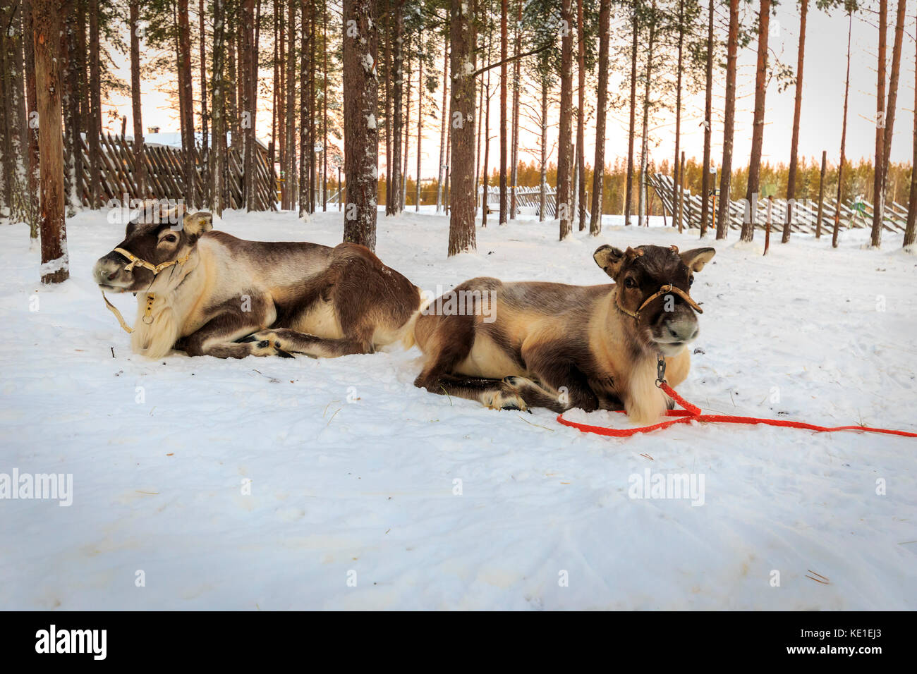 Rentier Pferdeschlitten im Winter Stockfoto