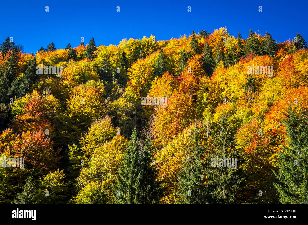 Herbst Landschaft. Farbenfrohe herbst Szene im Bergwald. Stockfoto