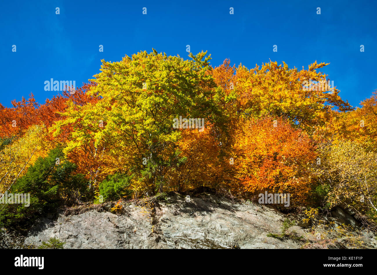 Herbst Landschaft. Farbenfrohe herbst Szene im Bergwald. Stockfoto