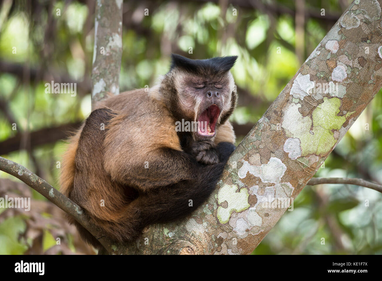 Schwarz-gestreifte Kapuziner Affen (Sapajus libidinosus) aus dem Pantanal in Brasilien Stockfoto