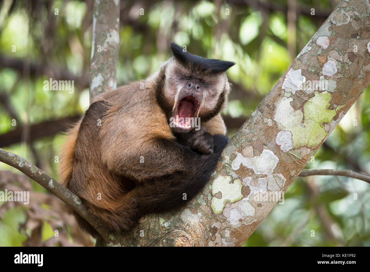 Schwarz-gestreifte Kapuziner Affen (Sapajus libidinosus) aus dem Pantanal in Brasilien Stockfoto