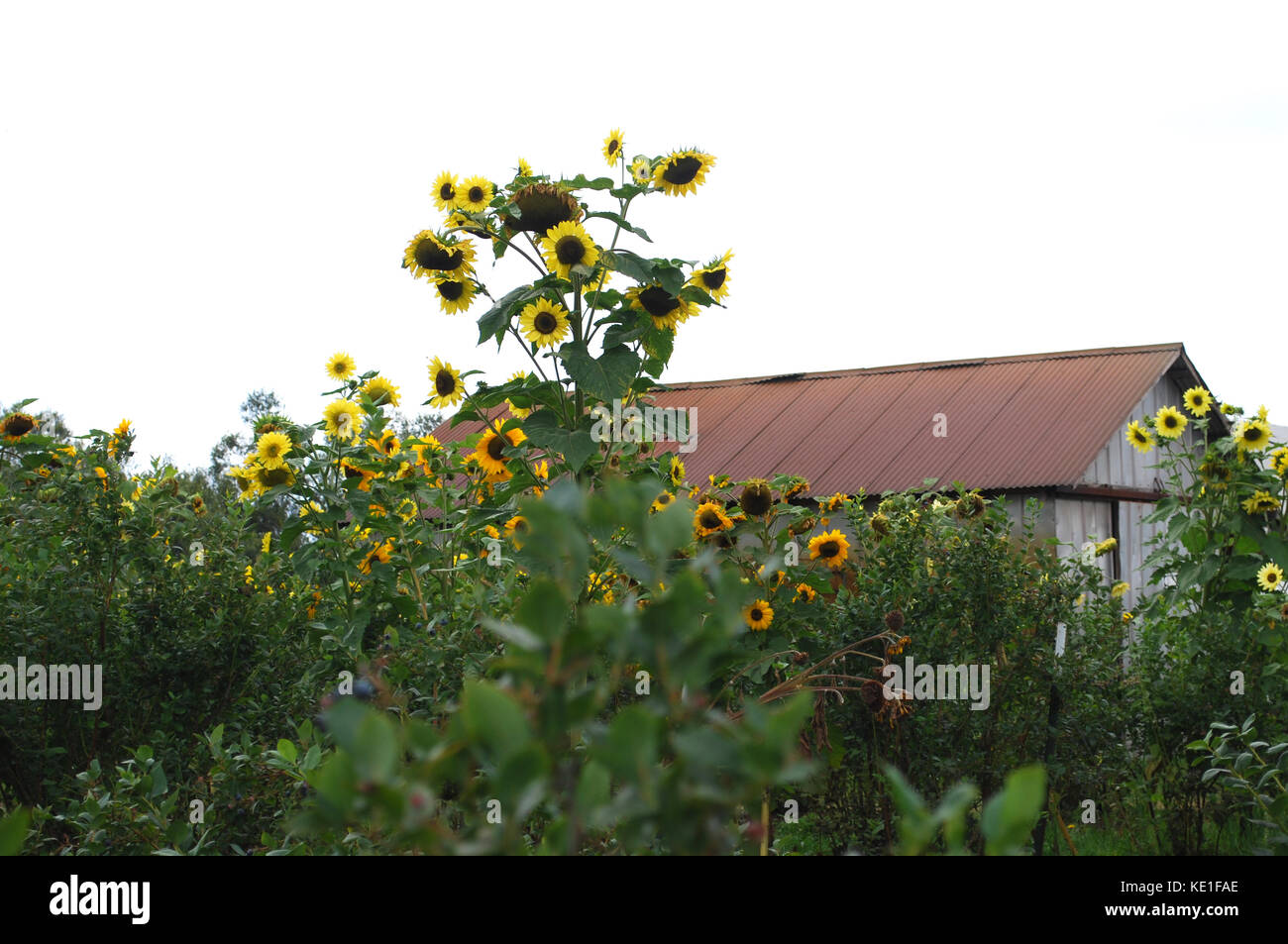Sonnenblumen wachsen an einem Bauernhof in Bogen, WA. USA Stockfoto