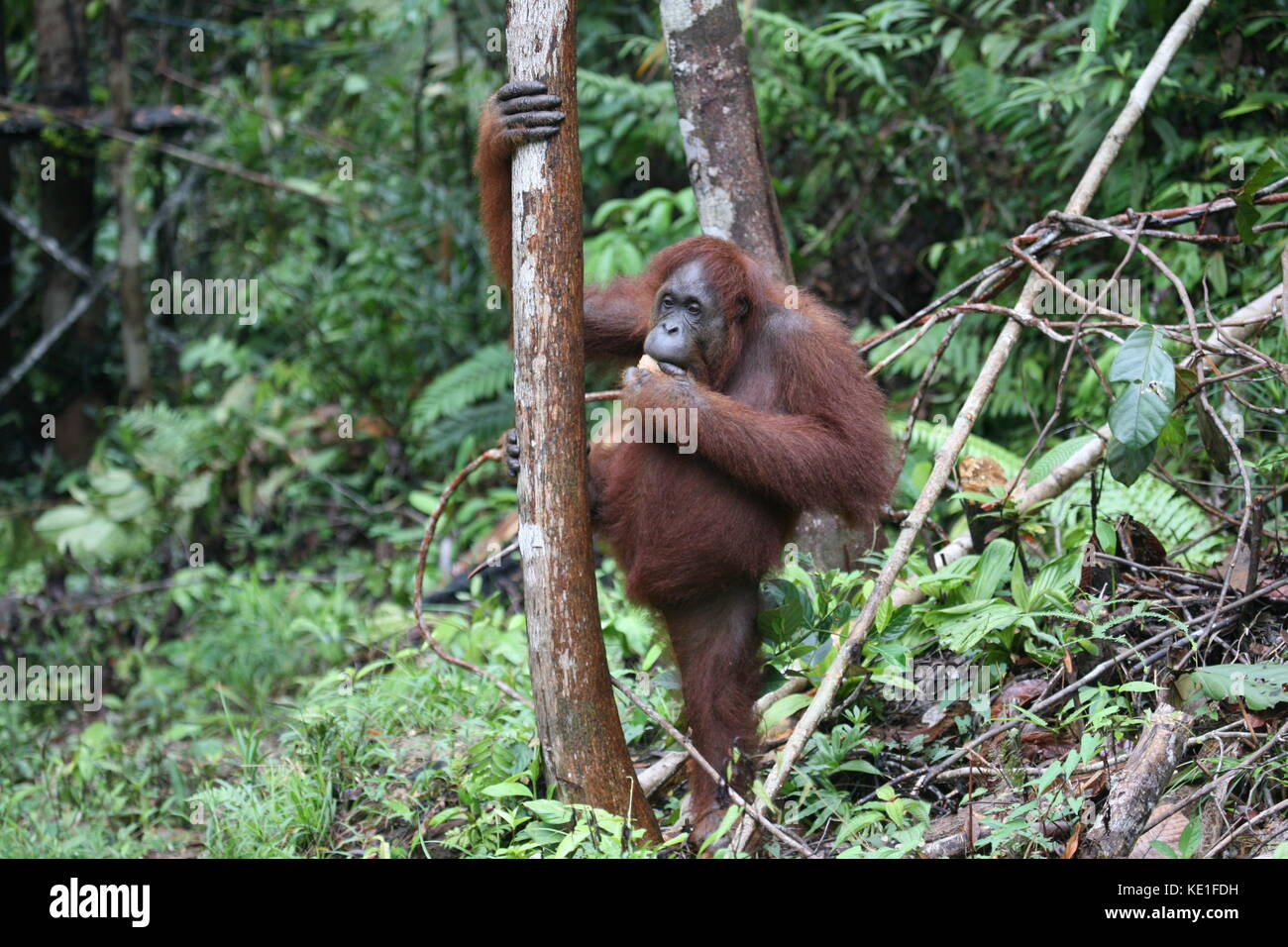 Orang Utans im Semiloggh Wildlife Park Borneo - Borneo Orang Utan Wildlife Rehabilitation Centre Stockfoto