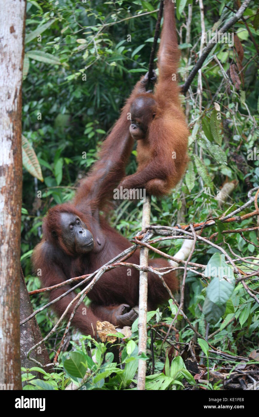 Orang Utans im Semiloggh Wildlife Park Borneo - Borneo Orang Utan Wildlife Rehabilitation Centre Stockfoto