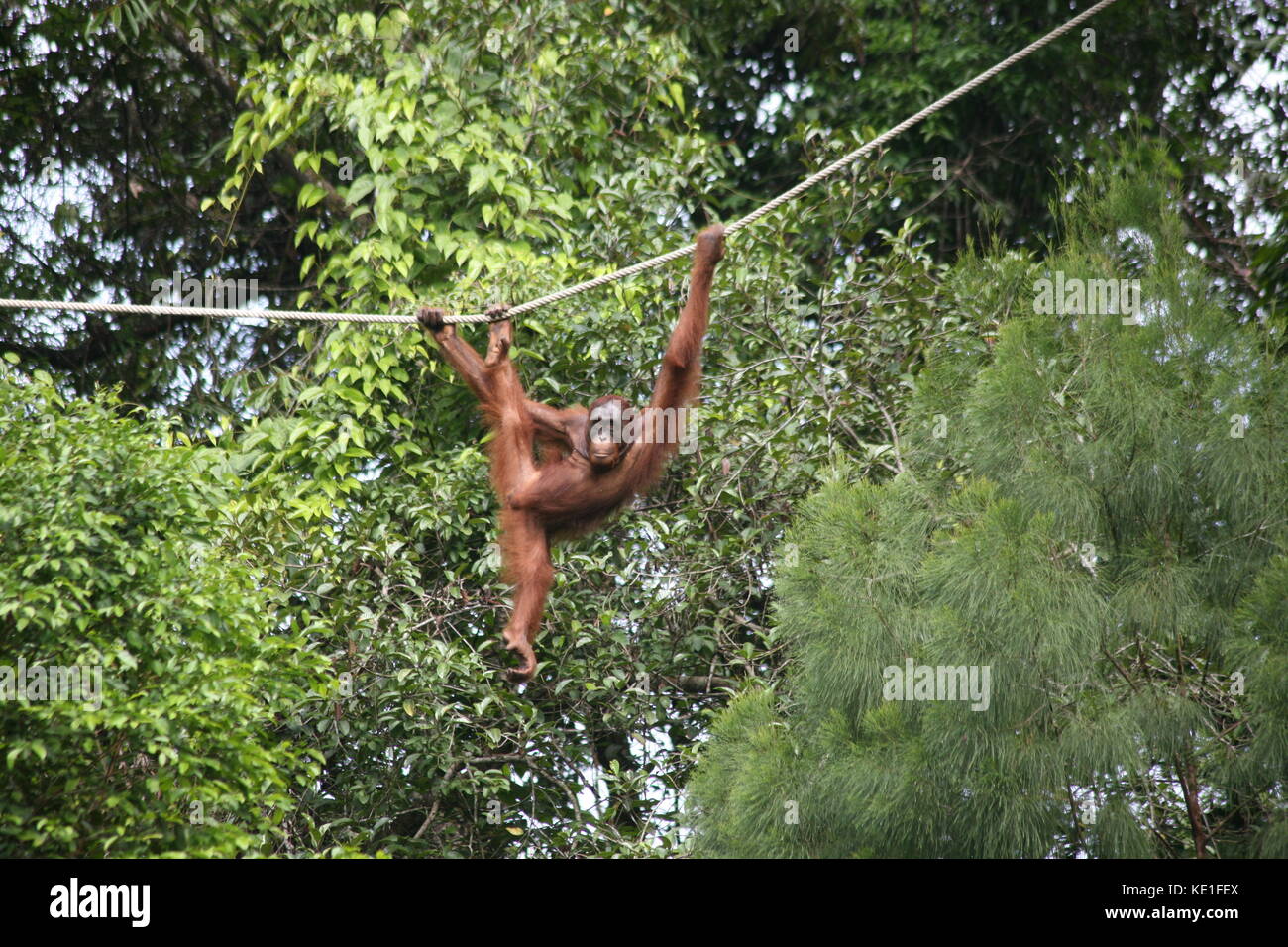 Orang Utans im Semiloggh Wildlife Park Borneo - Borneo Orang Utan Wildlife Rehabilitation Centre Stockfoto