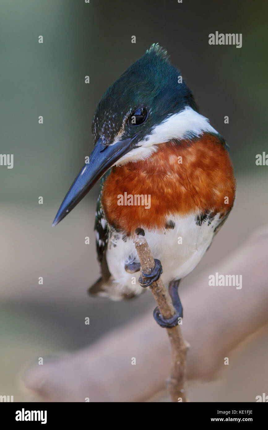 American Pygmy Kingfisher (Chloroceryle aenea) im Pantanal Region Brasiliens. Stockfoto