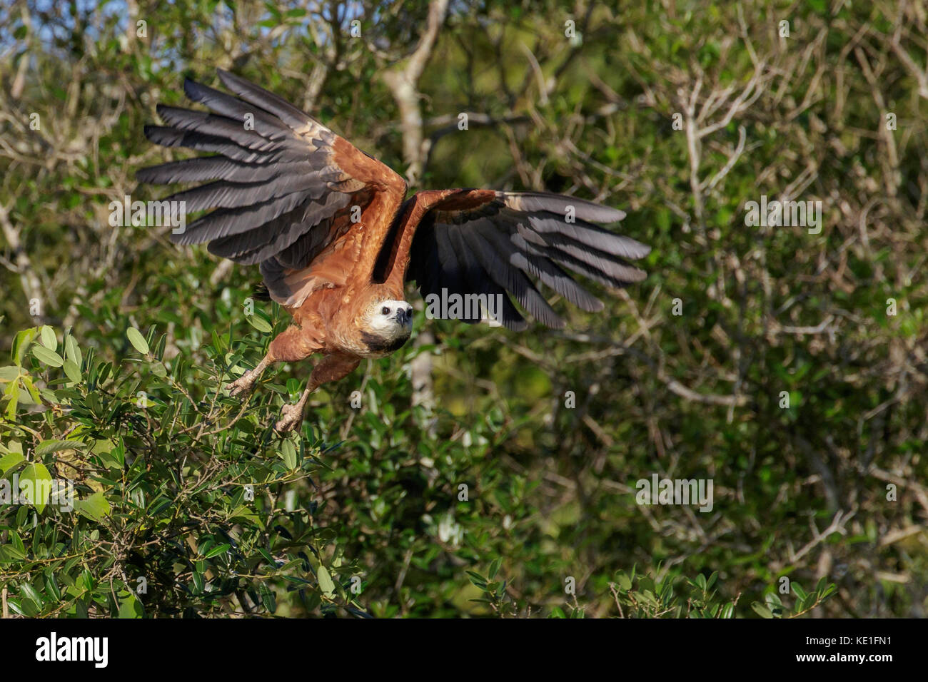 Black-collared Hawk (Busarellus nigricollis) im Pantanal Brasilien fliegen. Stockfoto