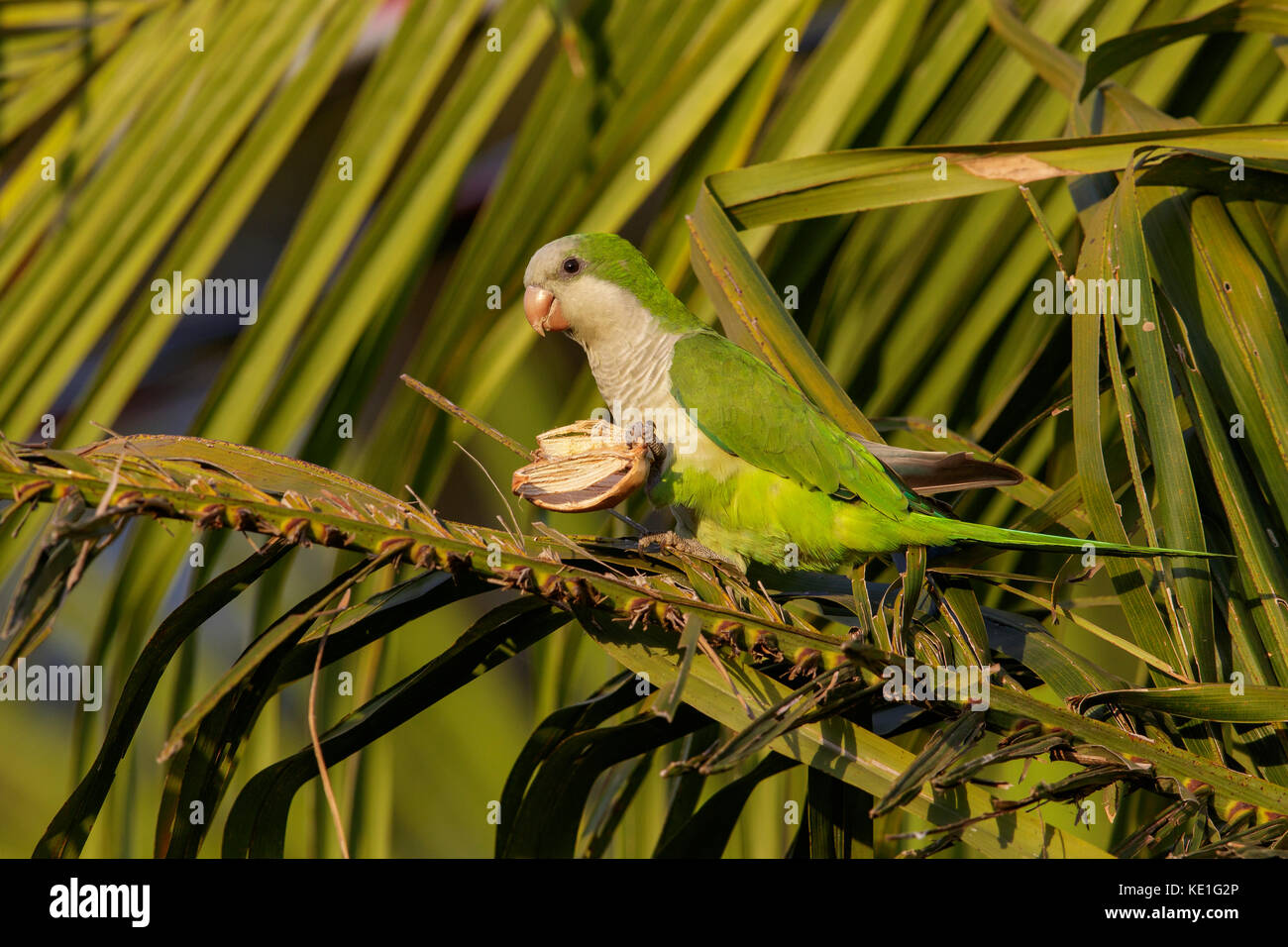 Monk Parakeet (Myiopsitta monachus) im Pantanal Region Brasiliens. Stockfoto
