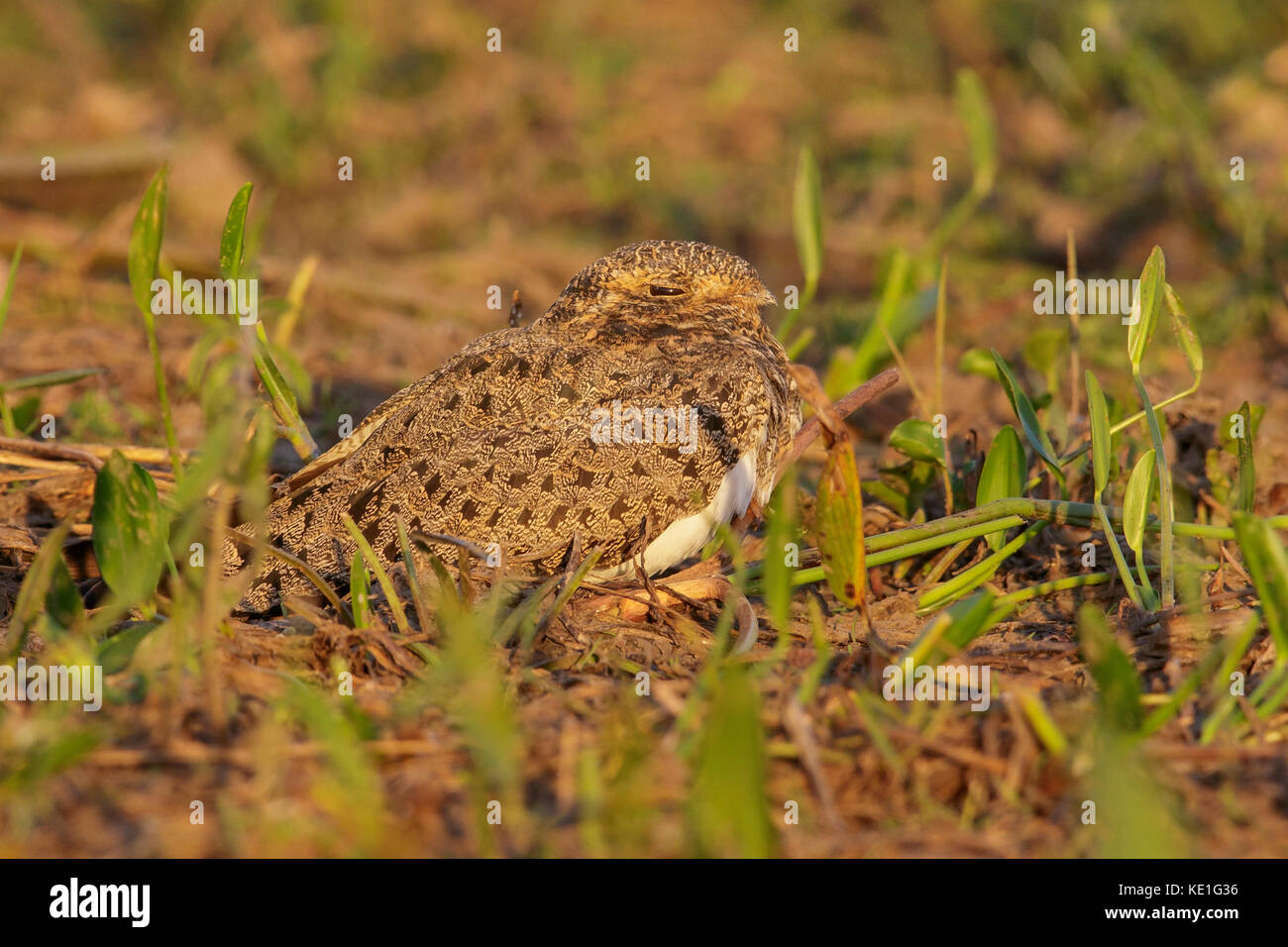 Nacunda Nighthawk (Podager nacunda) auf dem Boden im Pantanal Brasilien