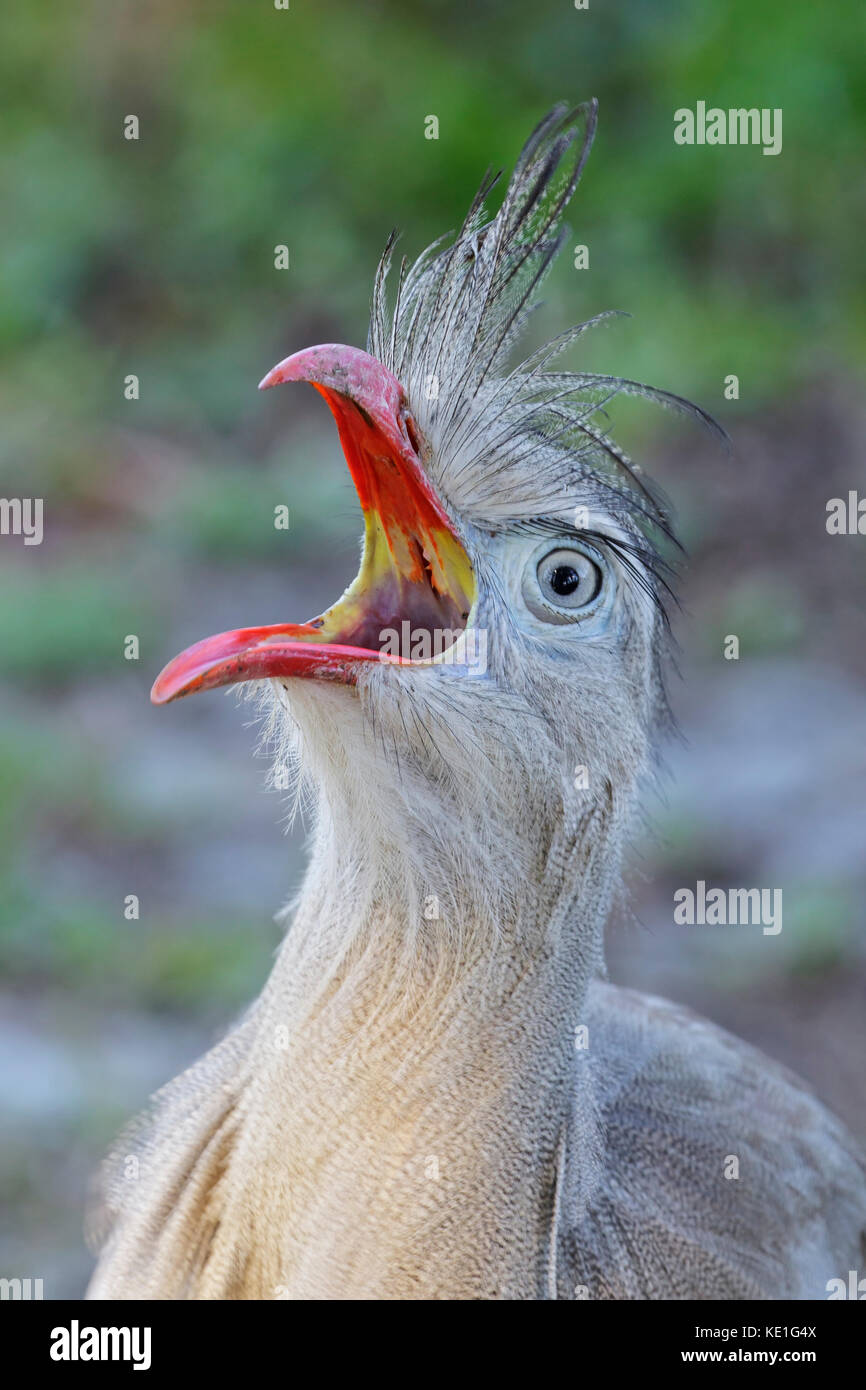 Red-legged Seriema (Cariama cristata) im Atlantischen Regenwald von Brasilien Stockfoto