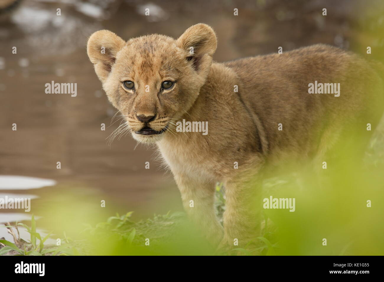 Lion cub Wasserloch Afrika Botswana Stockfoto