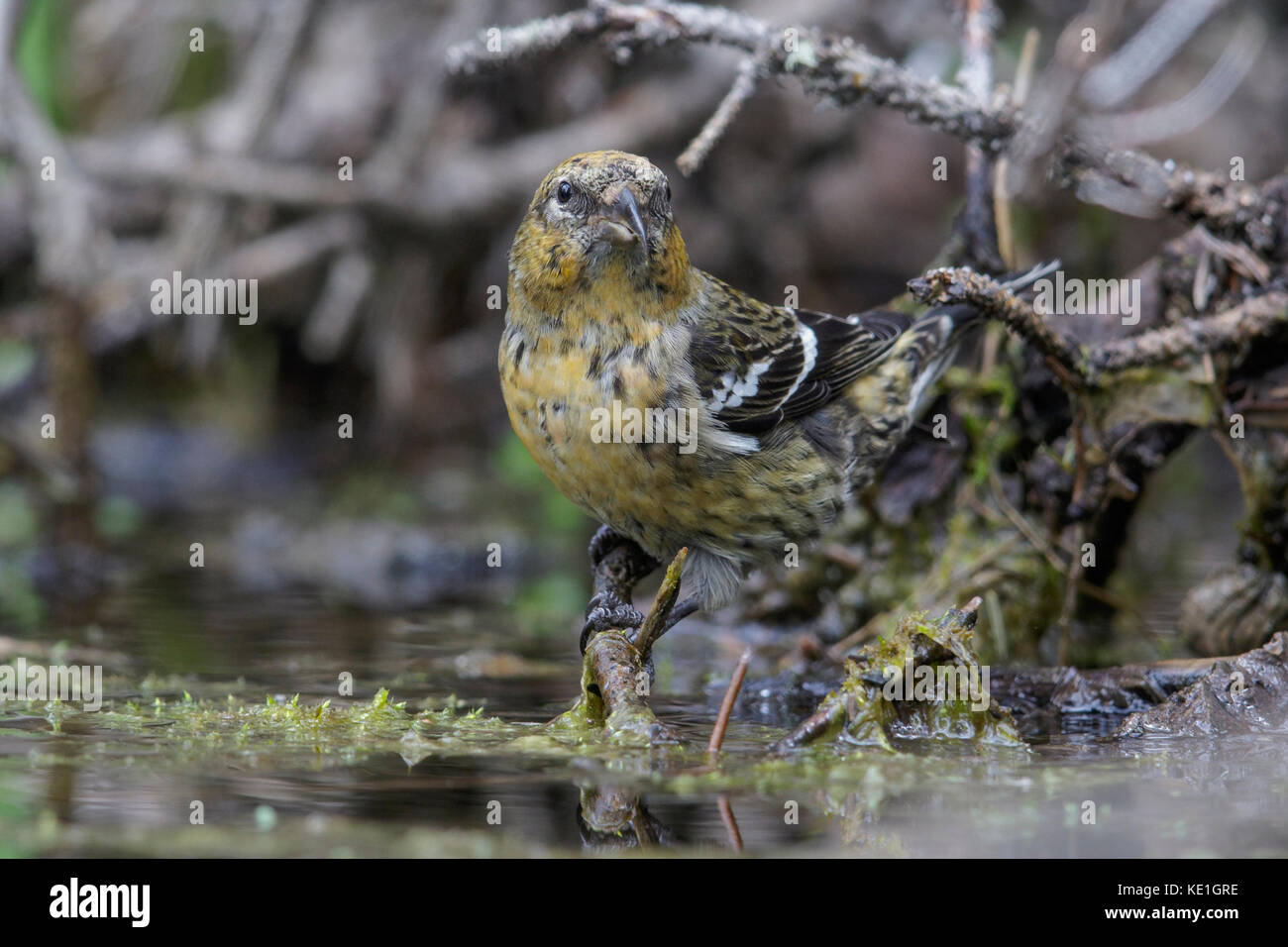 White-winged Gegenwechsel (Loxia leucoptera) auf eine Niederlassung in Alberta, Kanada thront. Stockfoto