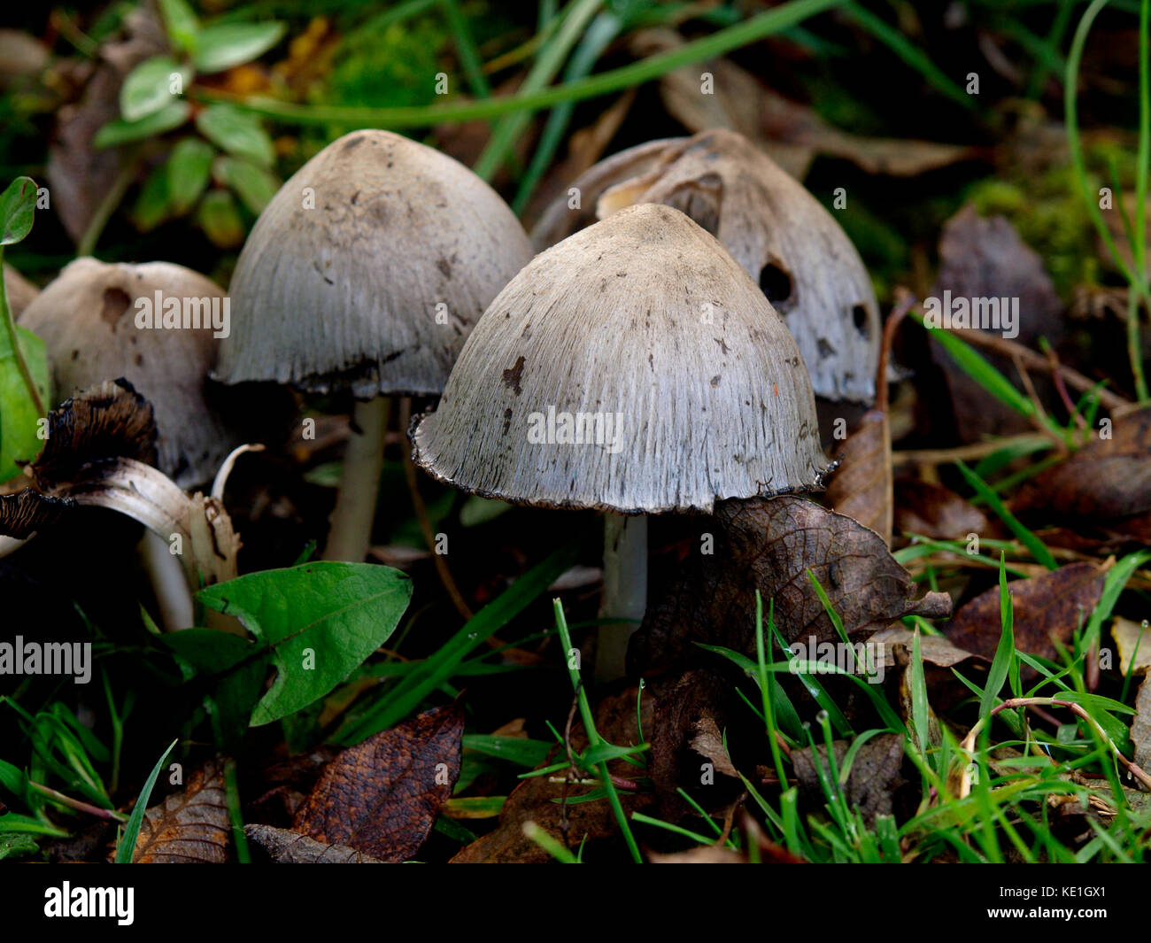 Coprinopsis atramentaria, gemeinsame inkcap Pilze, ist ein essbarer (aber manchmal giftig, wenn sie mit Alkohol) Pilz kombiniert, Großbritannien Stockfoto