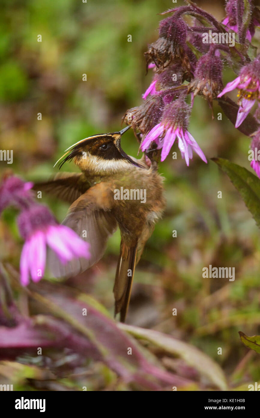Buffy Helmetcrest (Oxypogon stuebelii) fliegen in den Anden Kolumbiens. Stockfoto