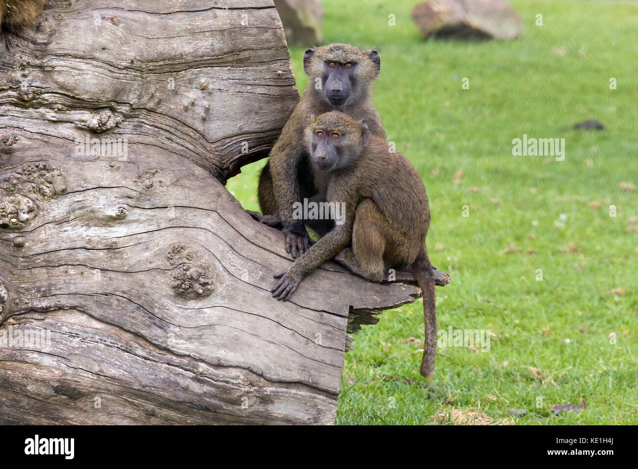 Teil einer Truppe von jungen Olivenbäumen Paviane, große afrikanische Primaten Stockfoto