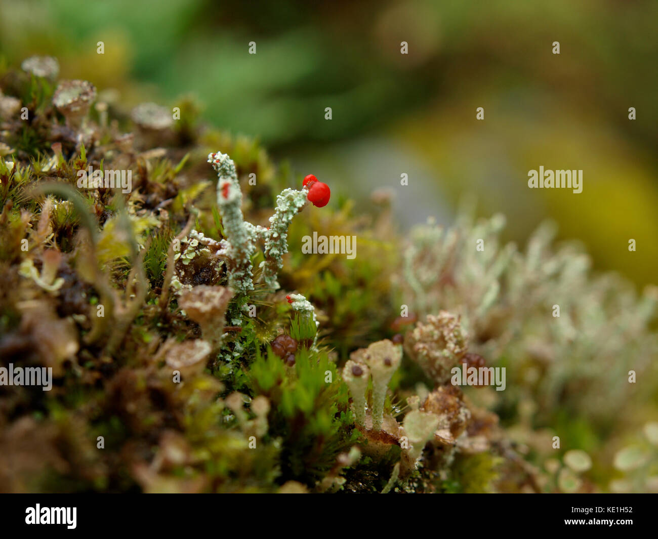 Cladonia cristatella, allgemein bekannt als die britischen Soldaten Flechten, Großbritannien Stockfoto