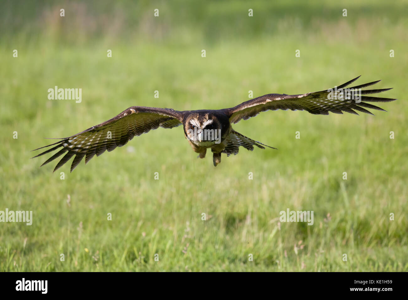 Malaysische Holz Eule im Flug über Wiesen im Abendlicht Stockfoto