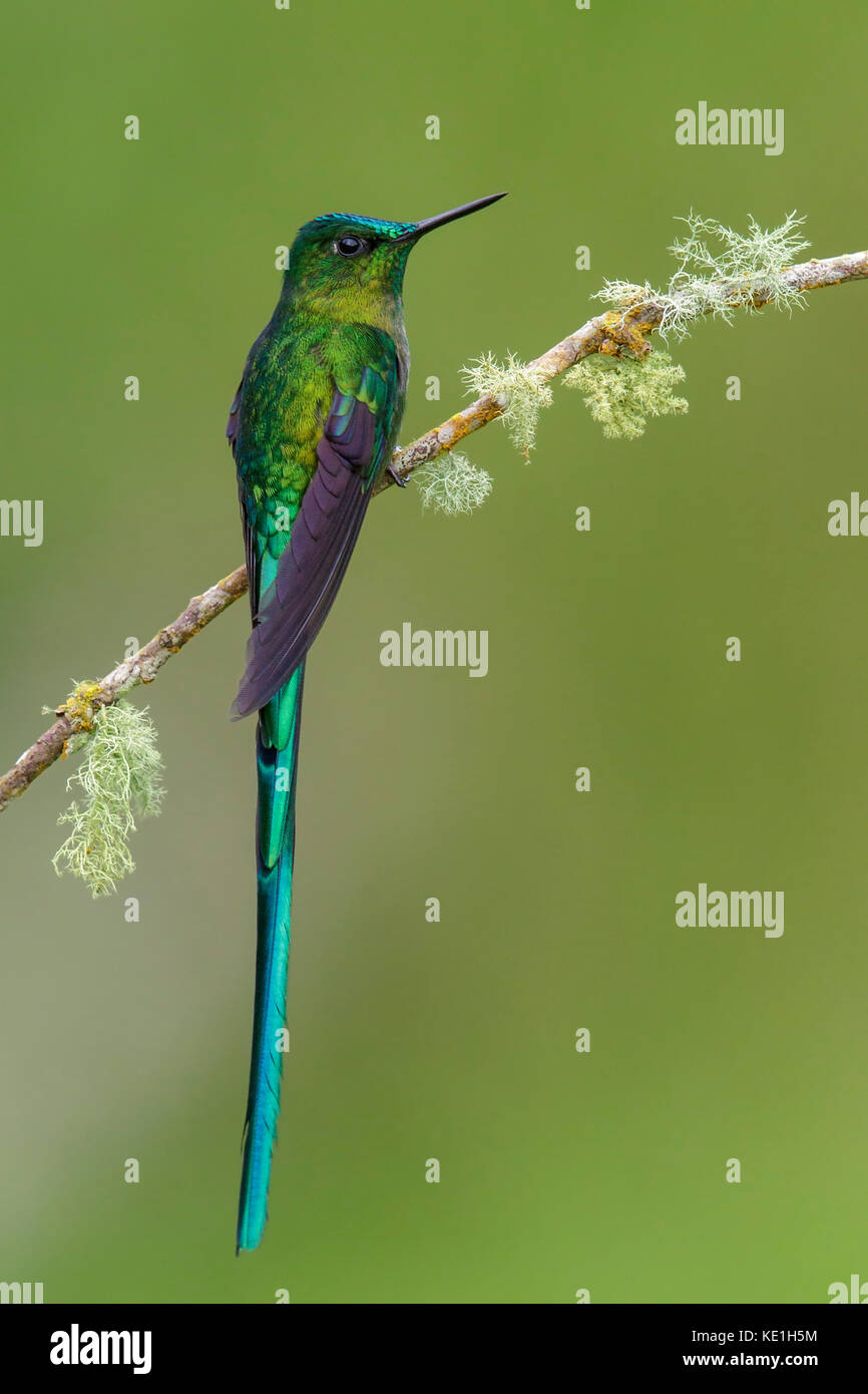 Long-tailed Sylph (Aglaiocercus kingi) auf einem Zweig in den Anden Kolumbiens thront. Stockfoto