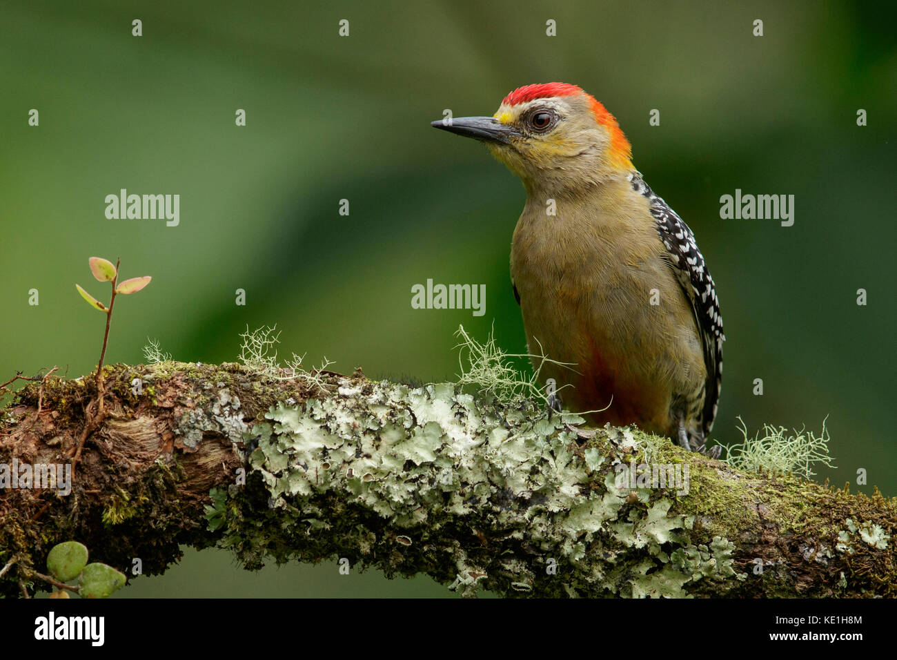 Rot - gekrönte Specht (Melanerpes rubricapillus) auf einem Zweig in den Anden Kolumbiens thront. Stockfoto