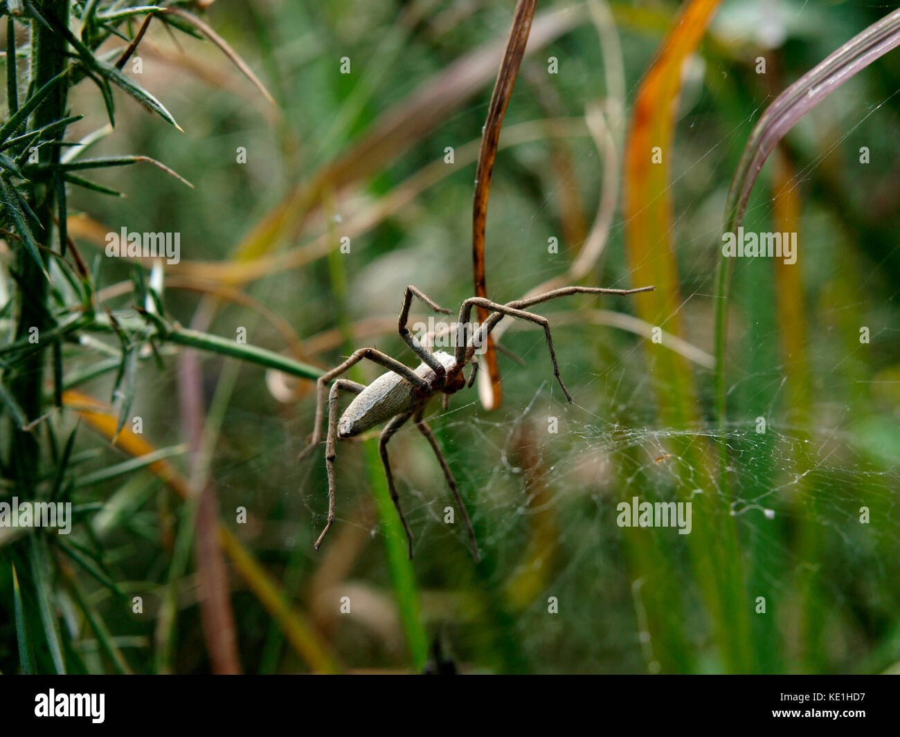 Baumschule Web spider, Pisaura mirabilis, Großbritannien Stockfoto