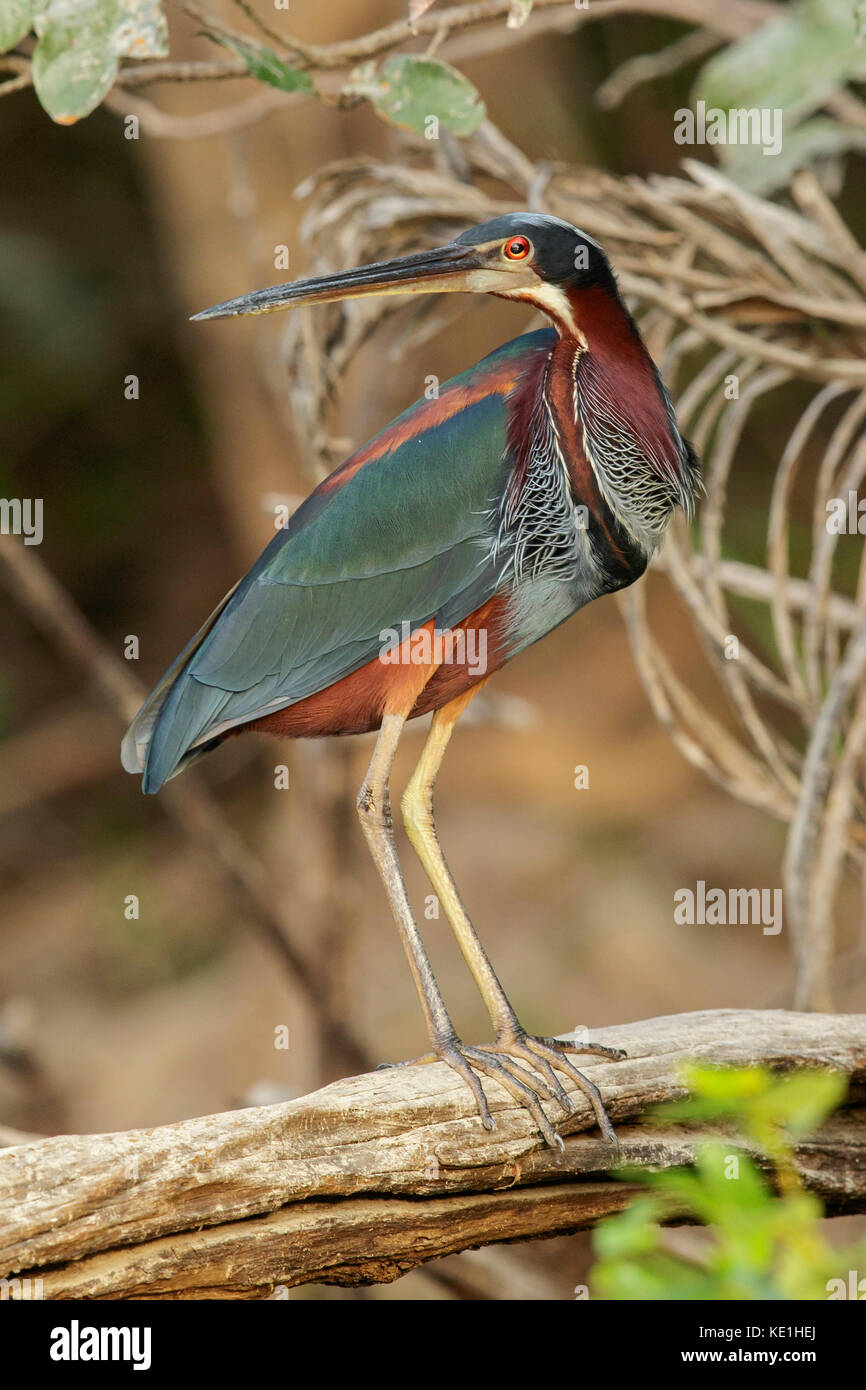 Agami Heron (Agamia agami) auf einem Zweig im Grasland von Guyana thront. Stockfoto