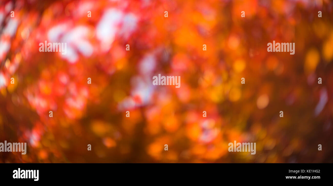 defokussierten Rotes Laub, perfekte Herbst Hintergrund Stockfoto
