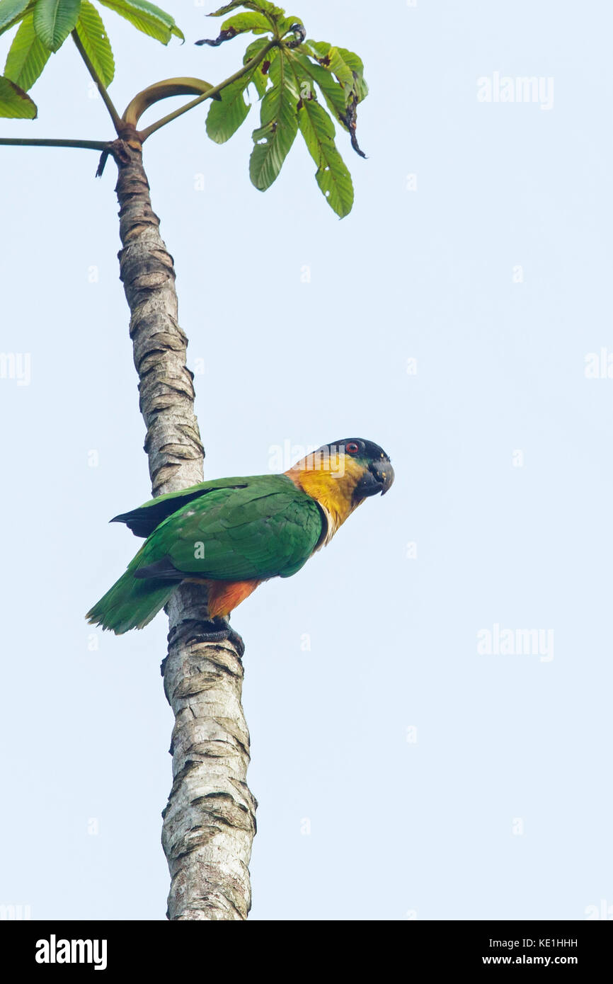 Black-headed Parrot (Pionites melanocephalus) auf einem Zweig im Regenwald von Guyana thront. Stockfoto