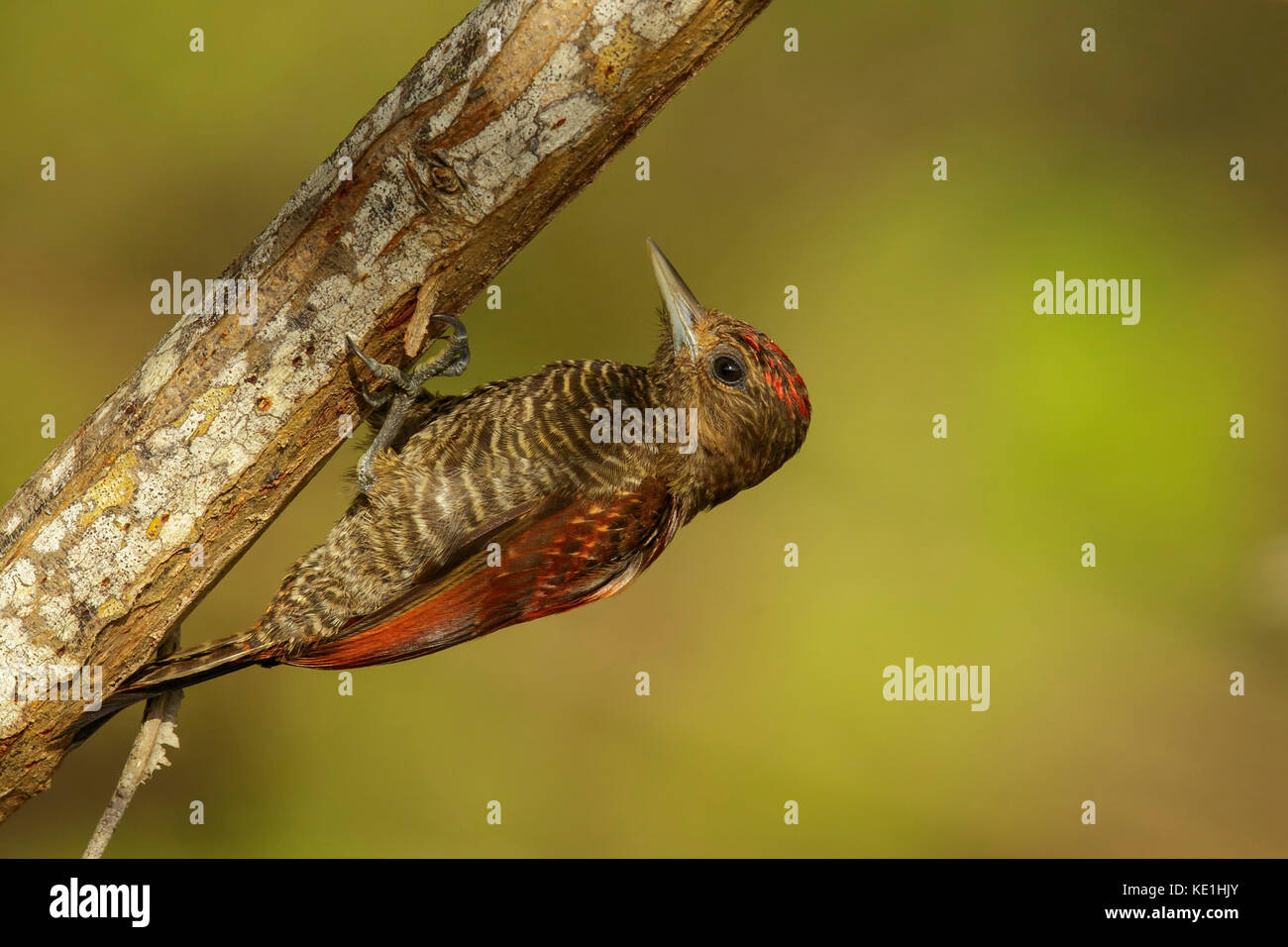 Blut - farbige Specht (Veniliornis sanguineus) auf eine Niederlassung in Guyana thront. Stockfoto
