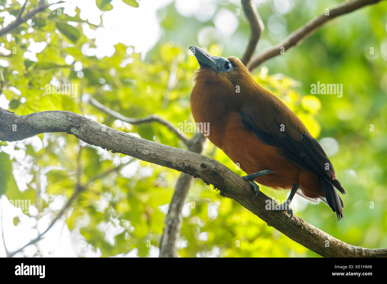 Perissocephalus Capuchinbird (tricolor) auf einem Zweig im Grasland von Guyana thront. Stockfoto