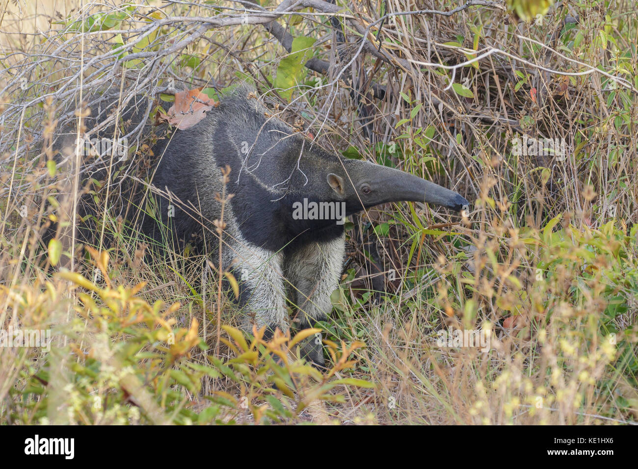 Giant Anteater im Grasland von Guyana Stockfoto