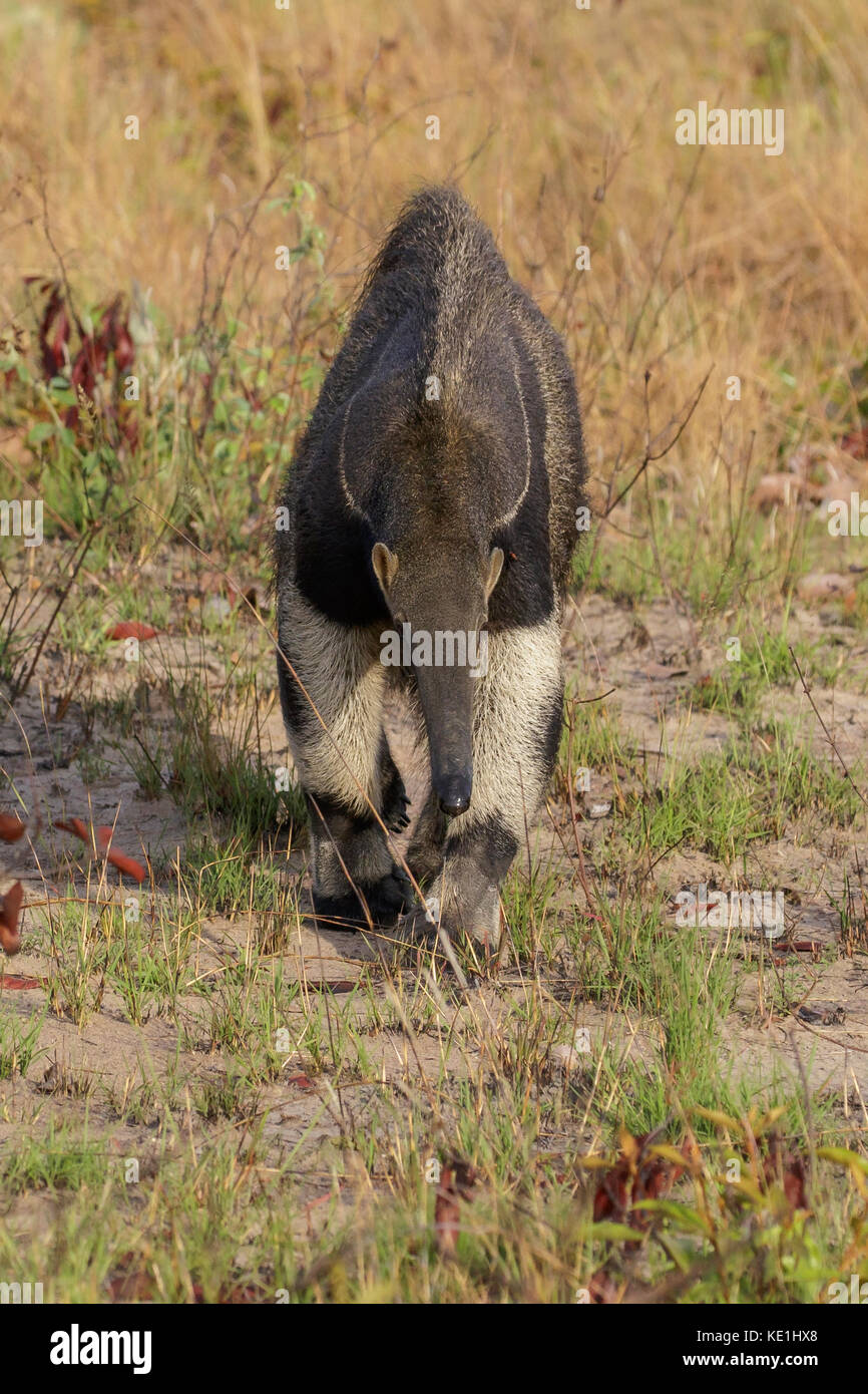 Giant Anteater im Grasland von Guyana. Stockfoto