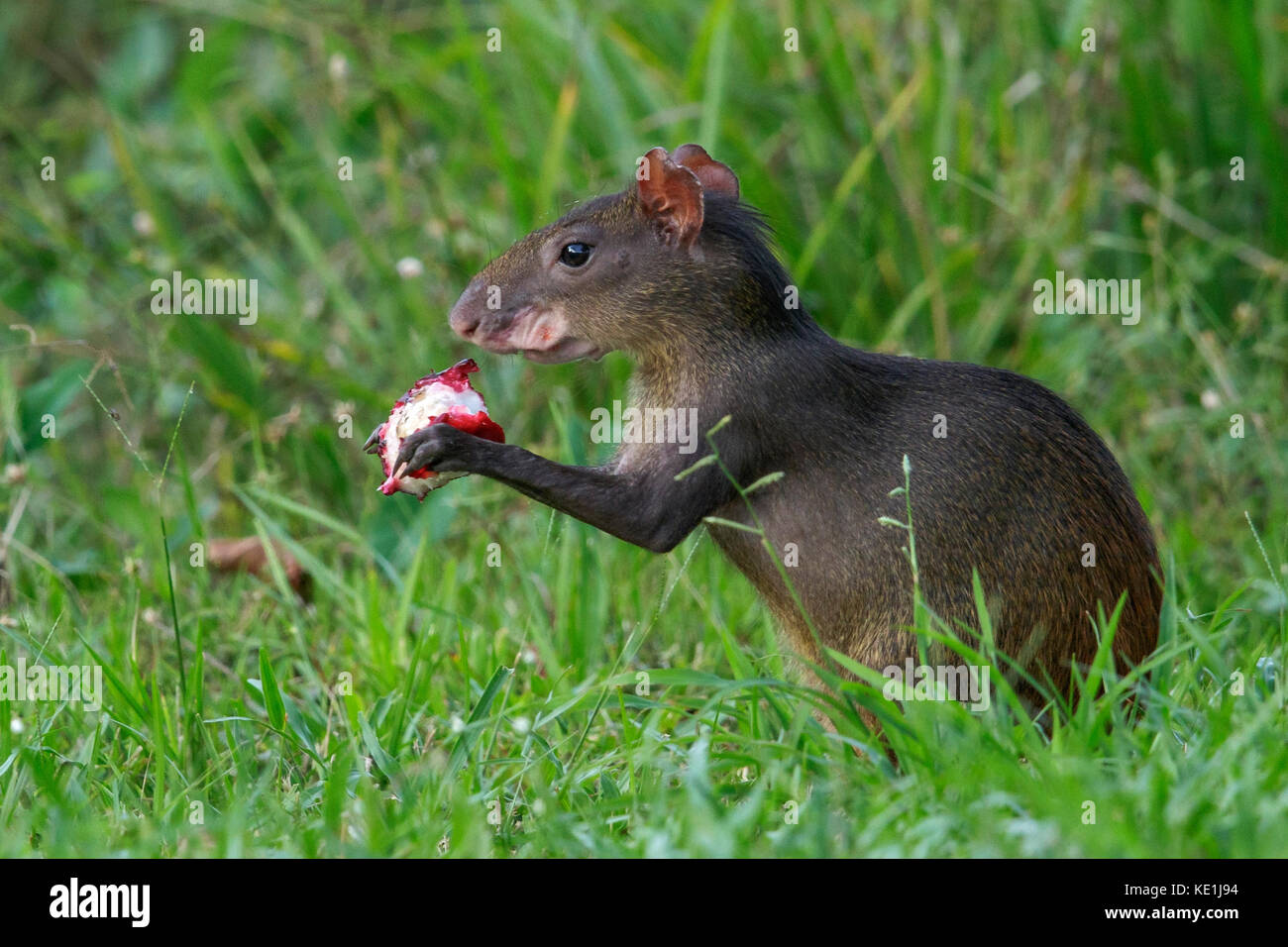 Red-rumped Agouti auf dem Boden im Regenwald von Guyana. Stockfoto